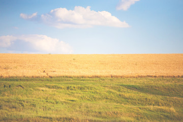 Fototapeta na wymiar A field of wheat.