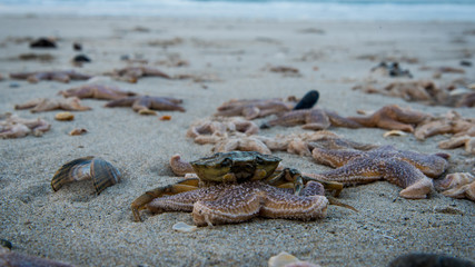 dead starfish on the beach after storm