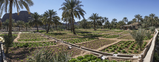 Oase, Ackerbau, Panorama