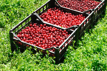 Red and sweet cherrie in plastic box