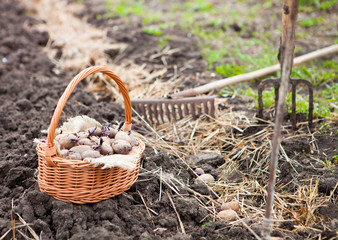 Prepared germinating potatoes before the planting in basket