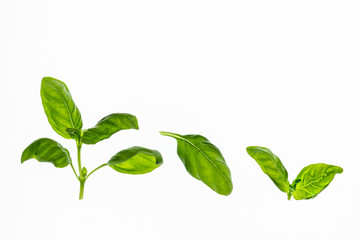Fototapeta na wymiar isolated sweet basil leaves on white background with copy space