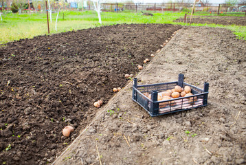  Finished process of planting potato field in the vegetable gard
