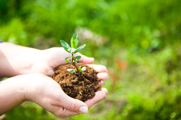 Female hands holding young plant in hands against spring green b