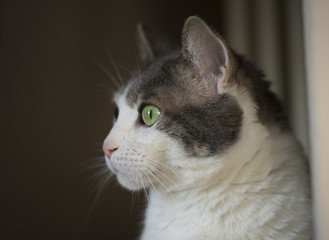 Profile close up of a European white cat