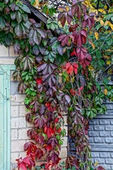Листья на кирпичной стене