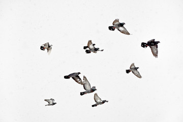 Flock of pigeons flying in snowstorm
Flight doves during blizzard