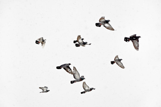 Flock of pigeons flying in snowstorm
Flight doves during blizzard