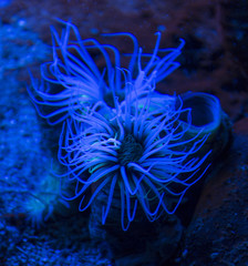 Fototapeta na wymiar coloured tube anemone