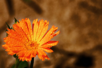 Orange Calendula with raindrops