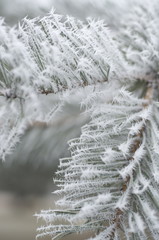 Frozen pine leaves