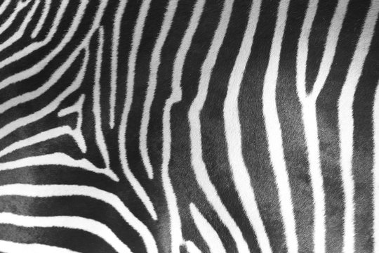 Zebra Stripes