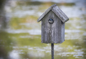 Swallow bird nesting in bird house