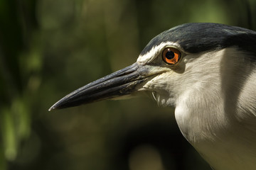 Black-crowned Night Heron