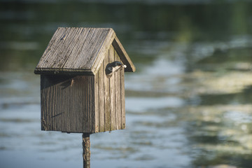 Swallow bird nesting in bird house