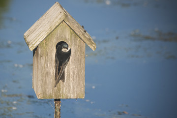 Swallow bird nesting in bird house