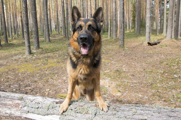 Dog german shepherd in a spring day