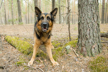 Dog german shepherd in a spring day