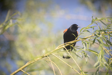 Red-winged black bird