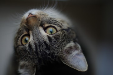 Verträumter Blick einer süßen grauen Katze mit gelben Augen