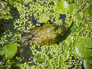 Frog in marsh