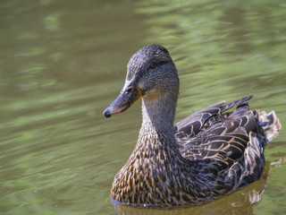 Duck on water