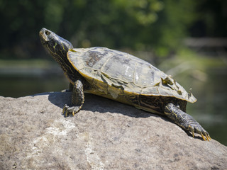 Northern map turtle