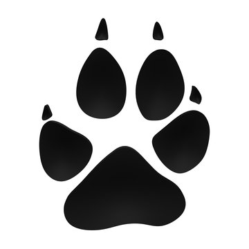 Gray Wolf Tracks - 3D animal footprint