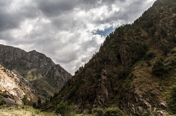 Obraz premium Wald auf einem Berg