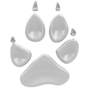 Fototapeta Gray Wolf Tracks - 3D animal footprint