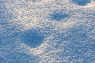 Footprints in snow