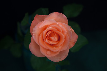 A pink rose with droplets of dew on the petals