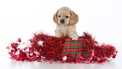 puppy for christmas