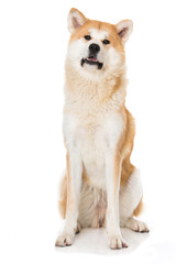 Akita Inu