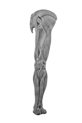 plaster anatomic foot legs. statue of a human foot