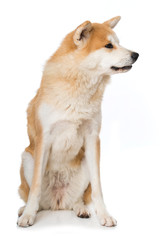 Akita Inu schaut zur Seite