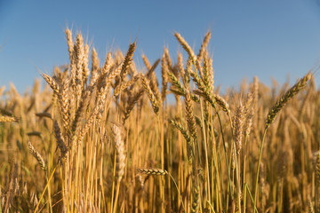 Obraz premium Ears of wheat growing on the field