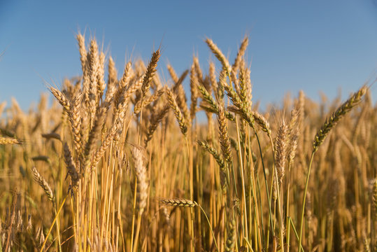 Ears of wheat growing on the field