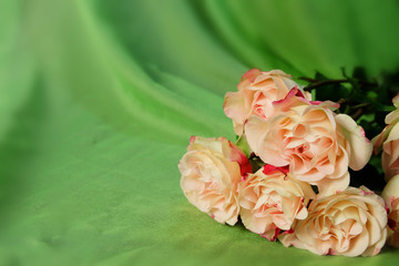 Pink roses on a background of green fabric.