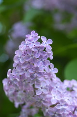 Syringa
