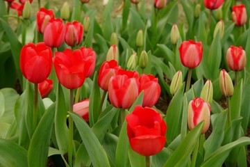 Scarlet colored tulips close up