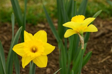 Two yellow daffodil flowers in a flower bed