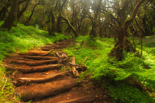 Forest stairs in a Garajonay national park