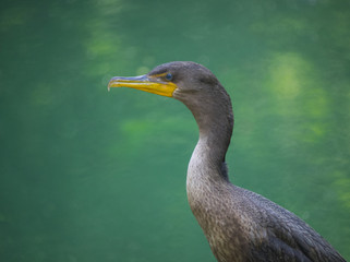Cormorant near water