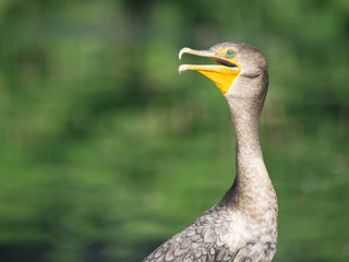 Cormorant near water