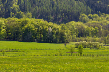 Fototapeta premium Frühling im Sauerland