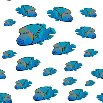 Cheilinus undulatus pattern. Napoleon fish. Humphead wrasse