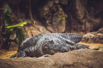 Alligator in the zoo