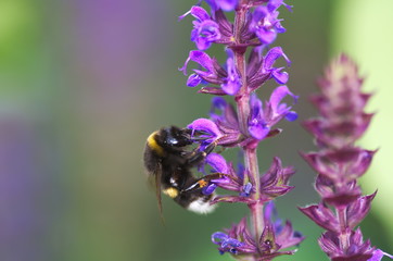 Hummel