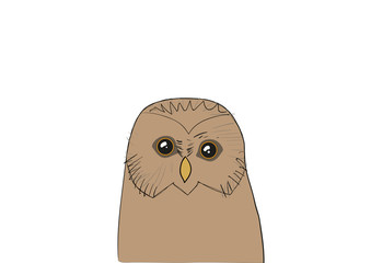 Obraz premium One light brown owl on white background